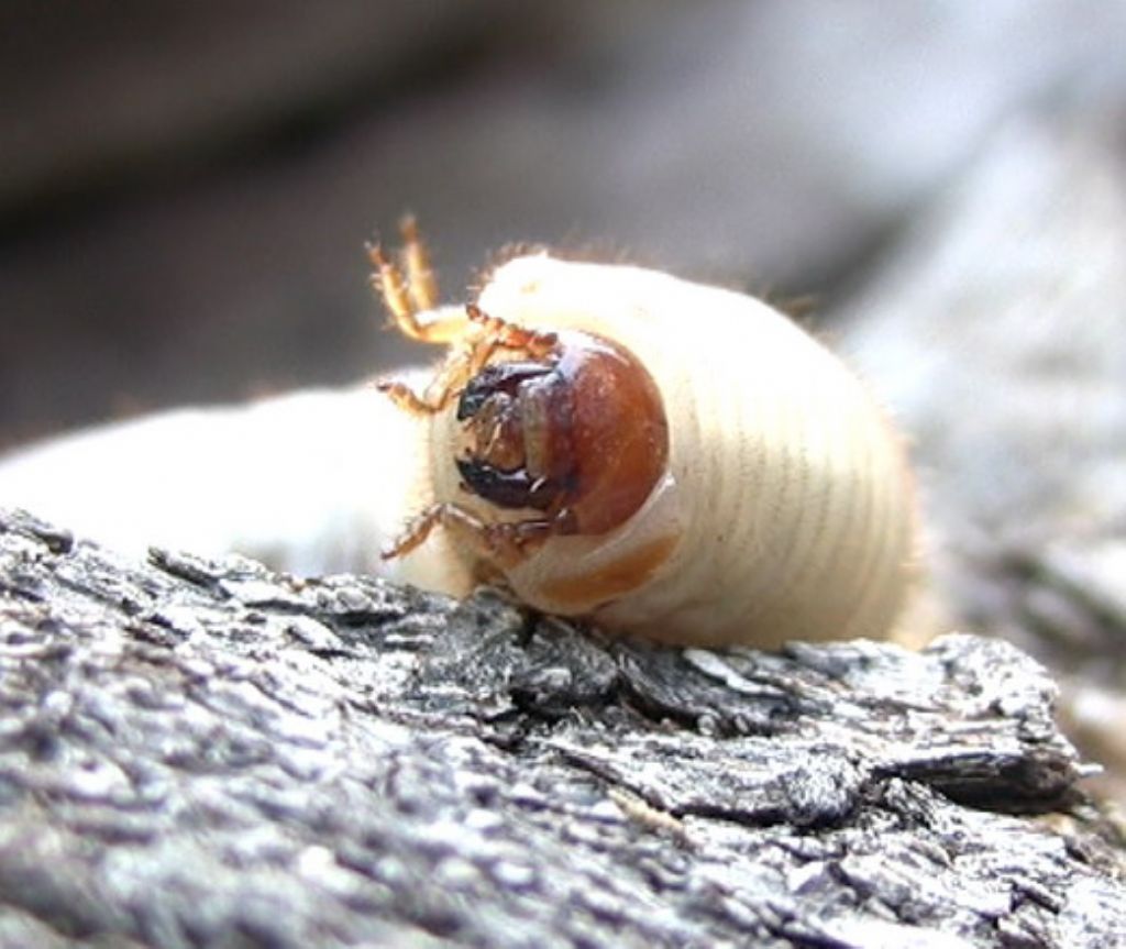larva di Cetoniidae